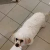 ouafouafouafouafouaf