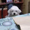 bautistapaez84
