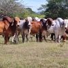 gallodelasierra4