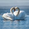 my_swan14