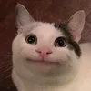 salalala1230