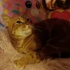 freya_1234567891011