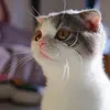 testpaw