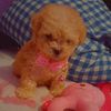 shyshy_ivy