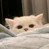 nevillxxi