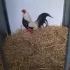 caballacontomate