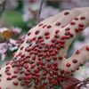 anarferid04
