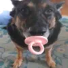 🐶 lông xù
