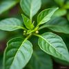 siwolitabersamamu
