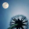 dandelionsandmoon