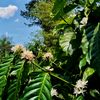 bogeel_cofeefarm