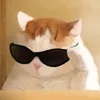 whatkindoffish4