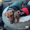 doxies_1008