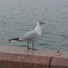 sarab_001.001