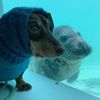 tortlety