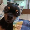 joaoppedro083