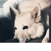wolfobus