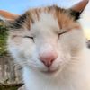 gato_0378