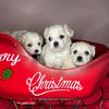 Chris Harris Teacup Puppies