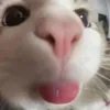 whoisemip