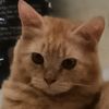 mirothecat