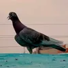 حمام بصراوي