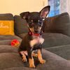 Taquito El Chihuahua 🐶