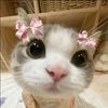 herpinklego
