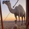تركي M