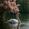 rau7_0