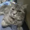 furmeowly