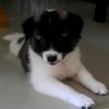 sirriyuuu