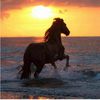 yasser_1817