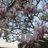 cherryyblossomz