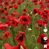 dvna_xj