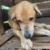 DOGS🐕SHELTER UGANDA