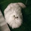 purrrfectminteyes