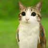 meowl123456