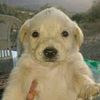 un_perro129