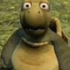surprisedturtle___