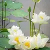 trng.khuyt72