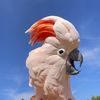 Barney the West Coast Cockatoo