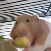 crazyhamster0