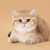 cutegofunny