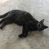 mijit91