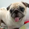 coca_pesi2