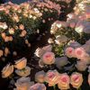 soul_868