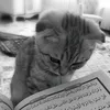 iman.ifa