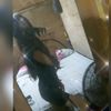 melanitrejo251