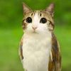gato_mamado_chad